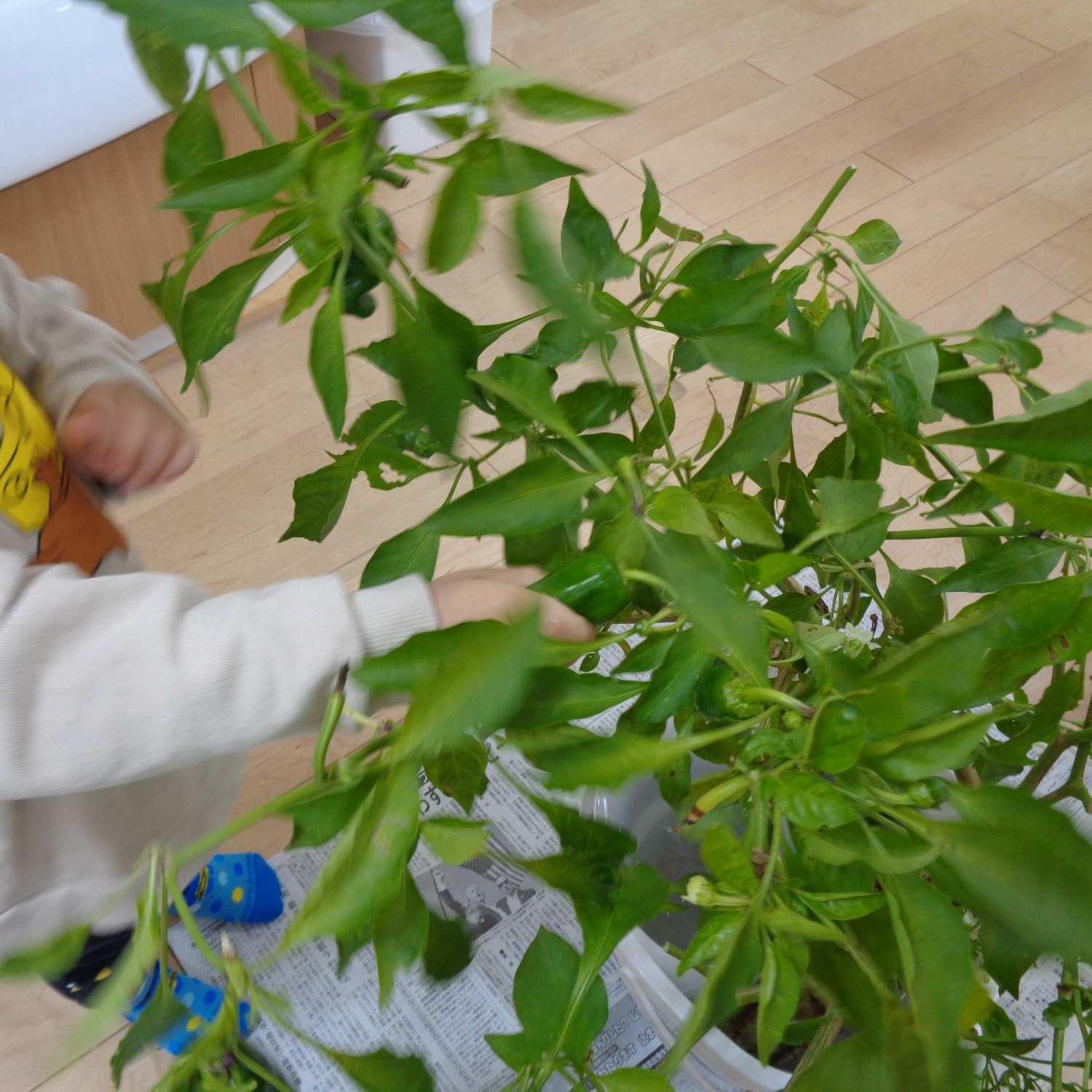 ♪　10回　ごしごし♪　「あっ　白くなってるよ」